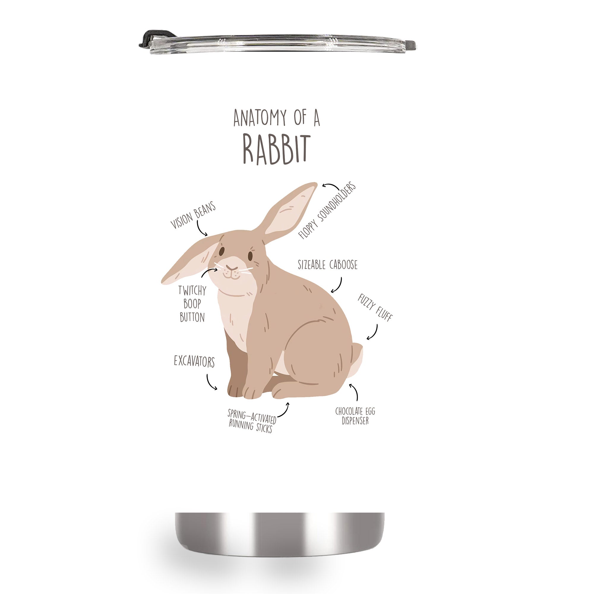 anatomy of a rabbit