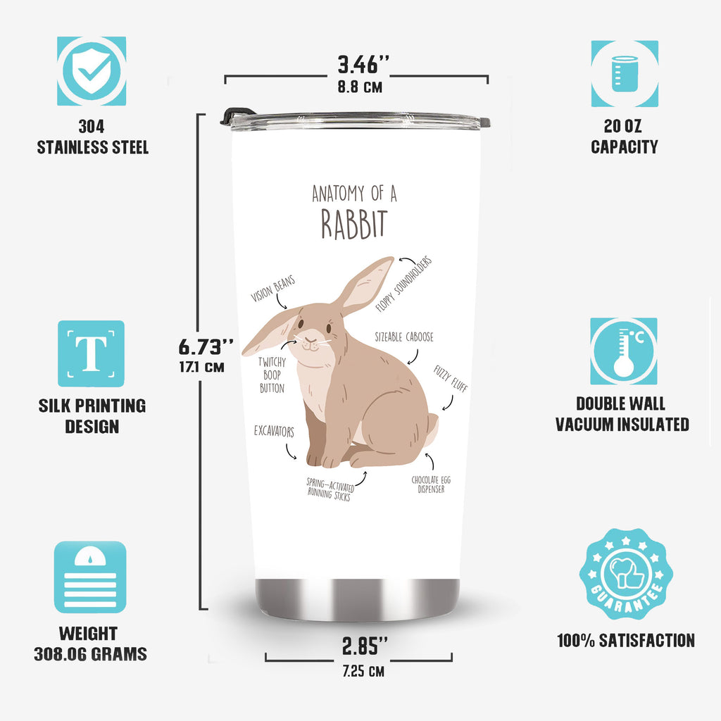 anatomy of a rabbit